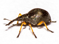 Protapion fulvipes